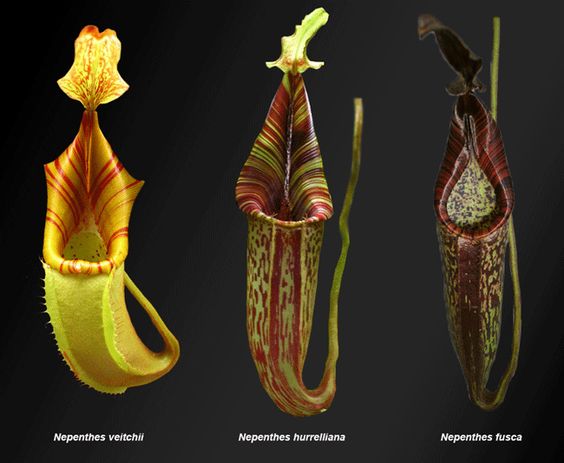 The Carnivorous Plant - Nepenthes Plant