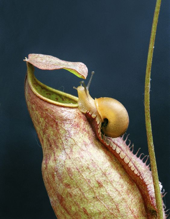 The Carnivorous Plant