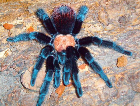 Animal In The Cave