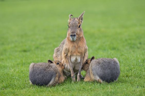 Patagonian Characteristics