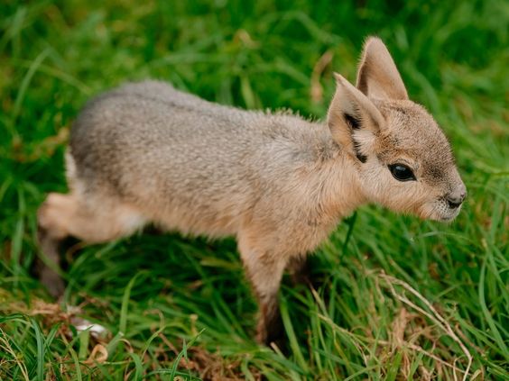 Patagonian Maras Baby