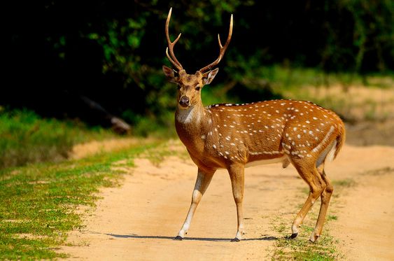 Spotted Deer - Indian Subcontinent Animal | Bali Safari Marine Park