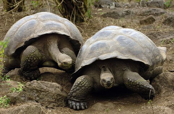 The Aldabra Giant Tortoise