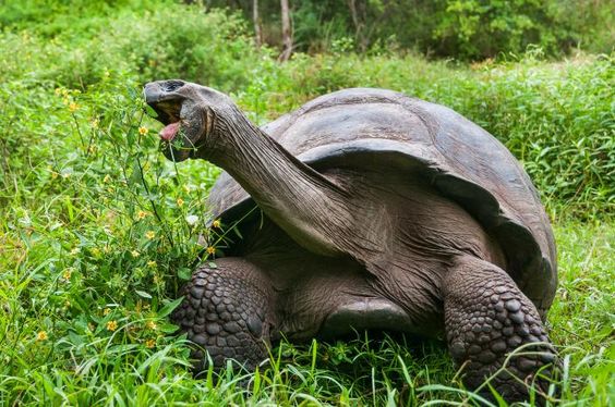 The Aldabra Giant Tortoise diet and behavior