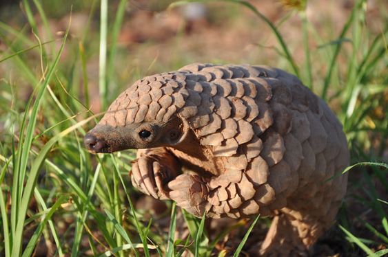 Celebrate Pangolins Day with Bali Safari Park