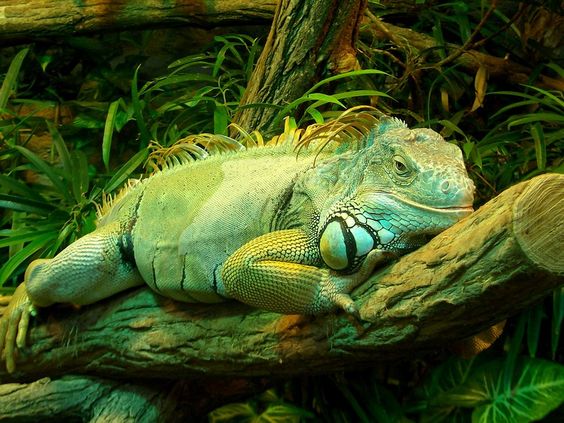 See Iguana Species at Bali Safari Park
