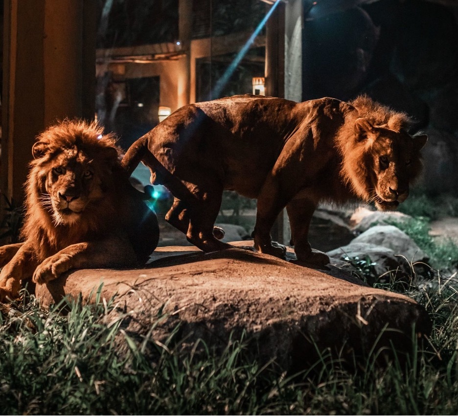 Melihat singa beraktivitas di Safari Malam