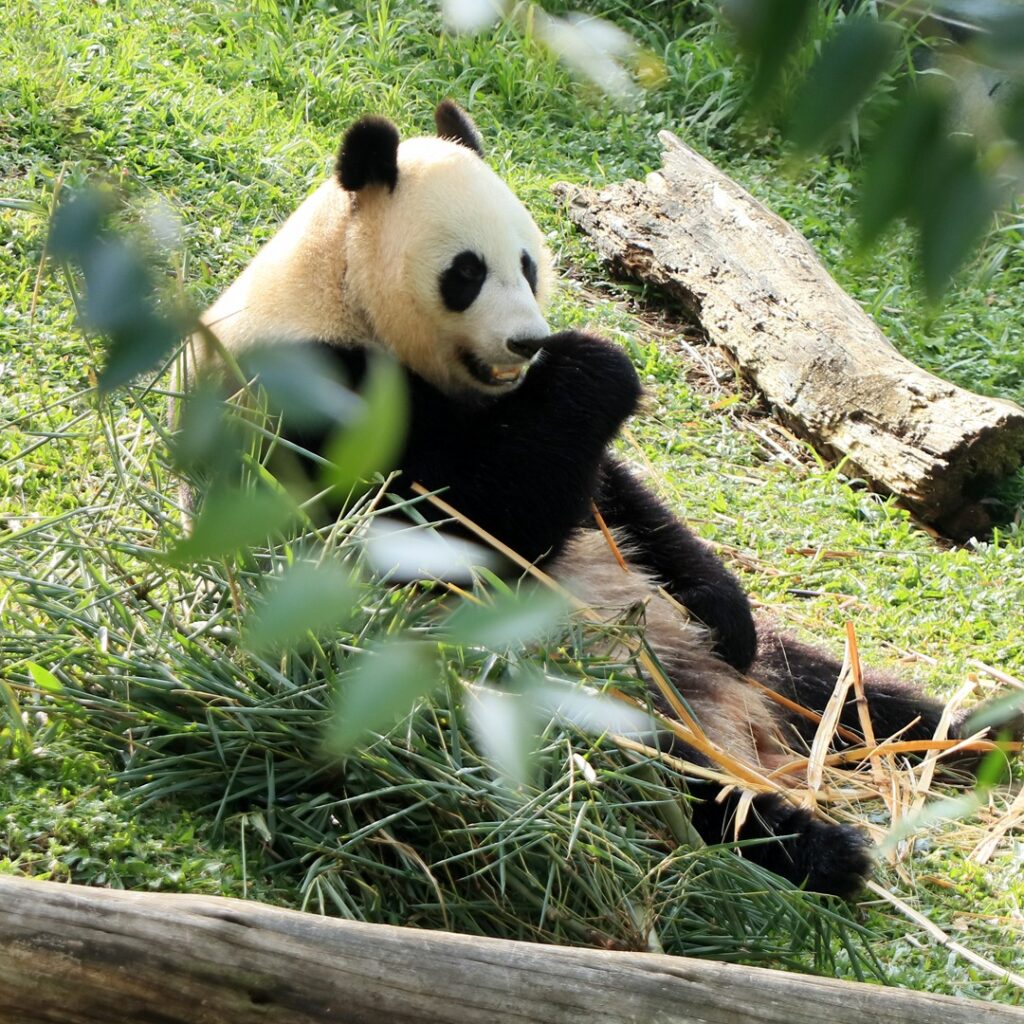 National Panda Day: Celebrating the Cute and Endangered Giant Panda