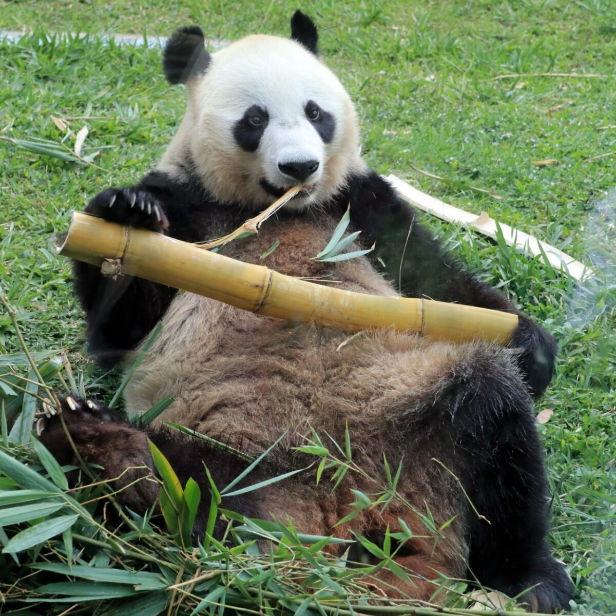 National Panda Day: Celebrating the Cute and Endangered Giant Panda