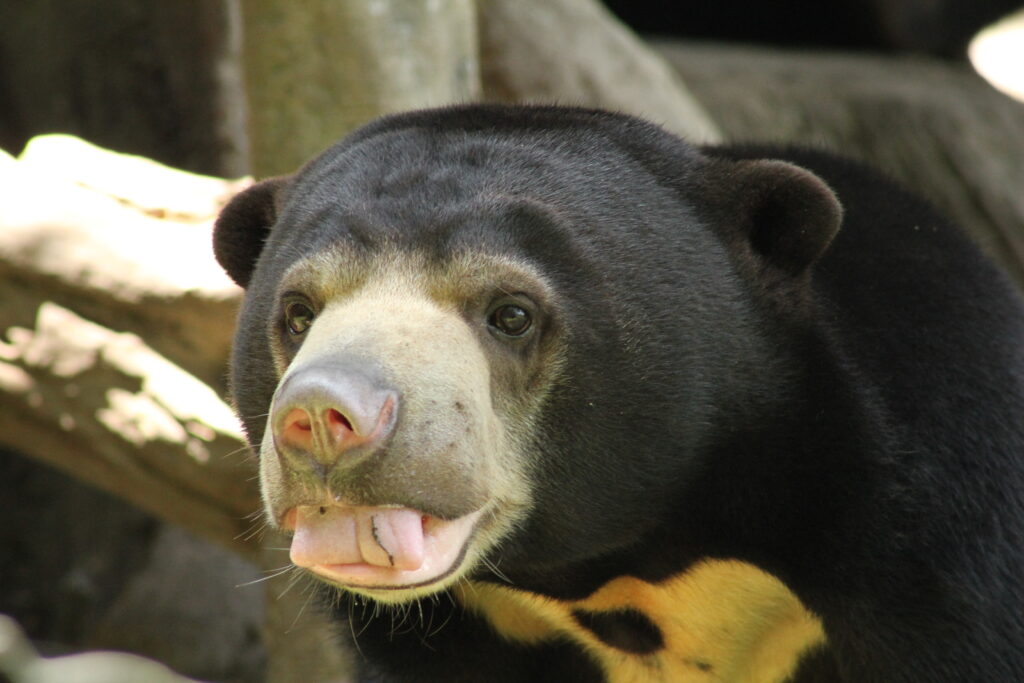 Bear Day