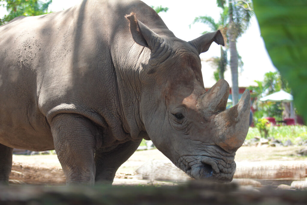 Interesting Facts about Rhinoceros 