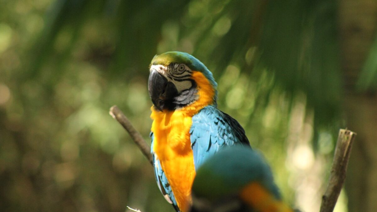The Great Of Close Up Of Blue And Gold Macaw Bird Feathers With