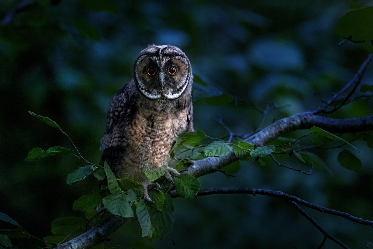 Owl is one of the nocturnal animals
