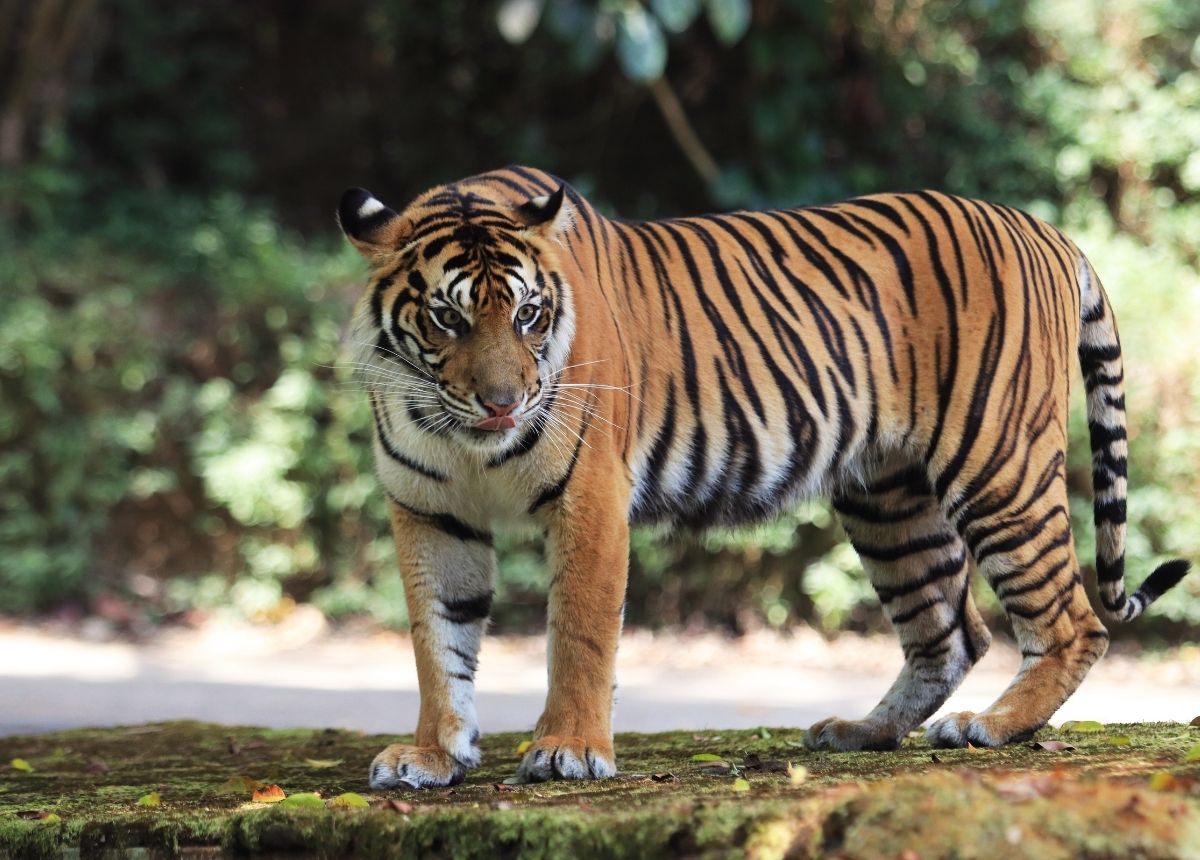 Harimau Sumatera di habitat alaminya