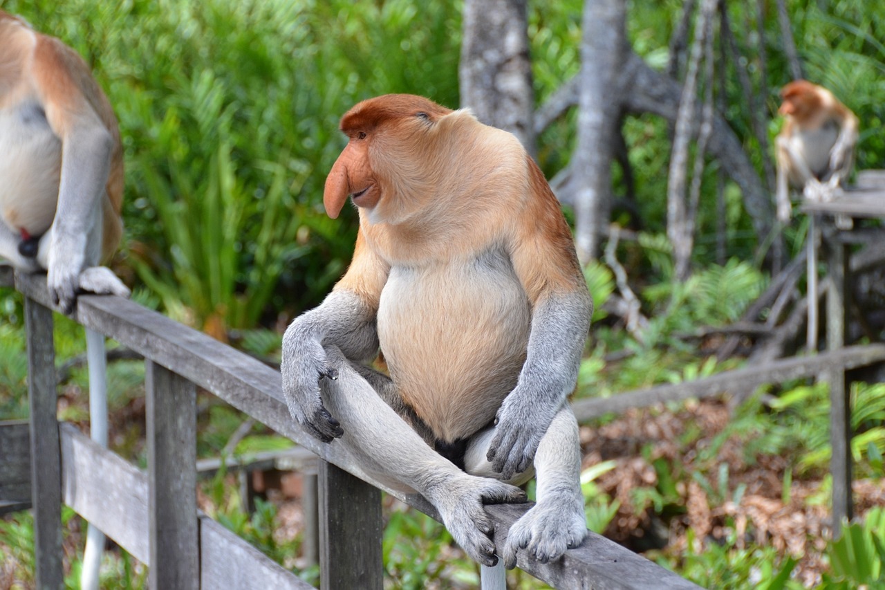 Swimming Ability of The Long-Nosed Proboscis Monkey Taman Safari Bali