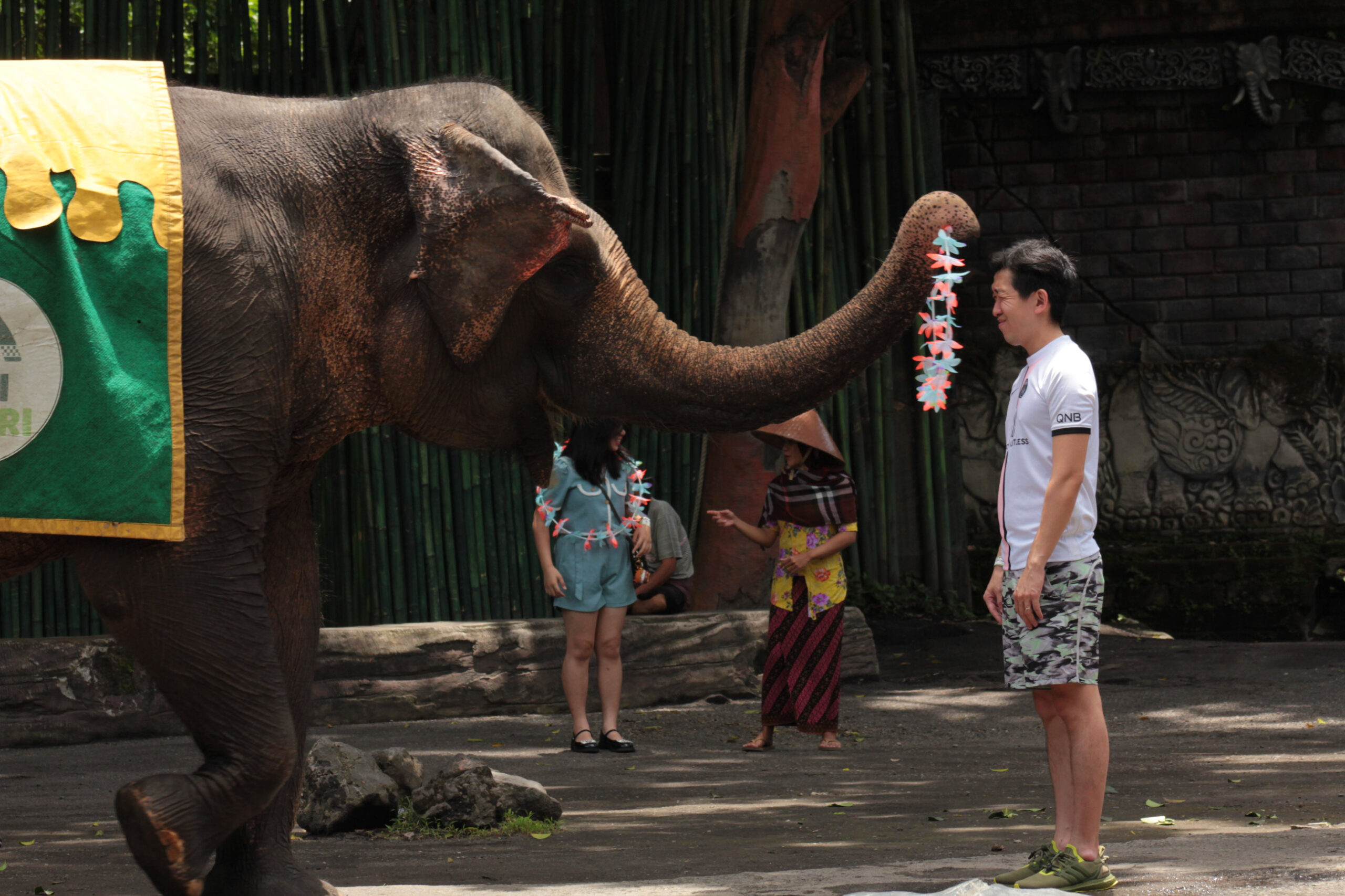 Elephant Educational Presentation Bali Safari