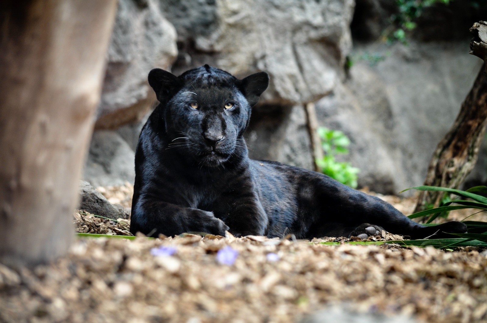 Black Jaguar