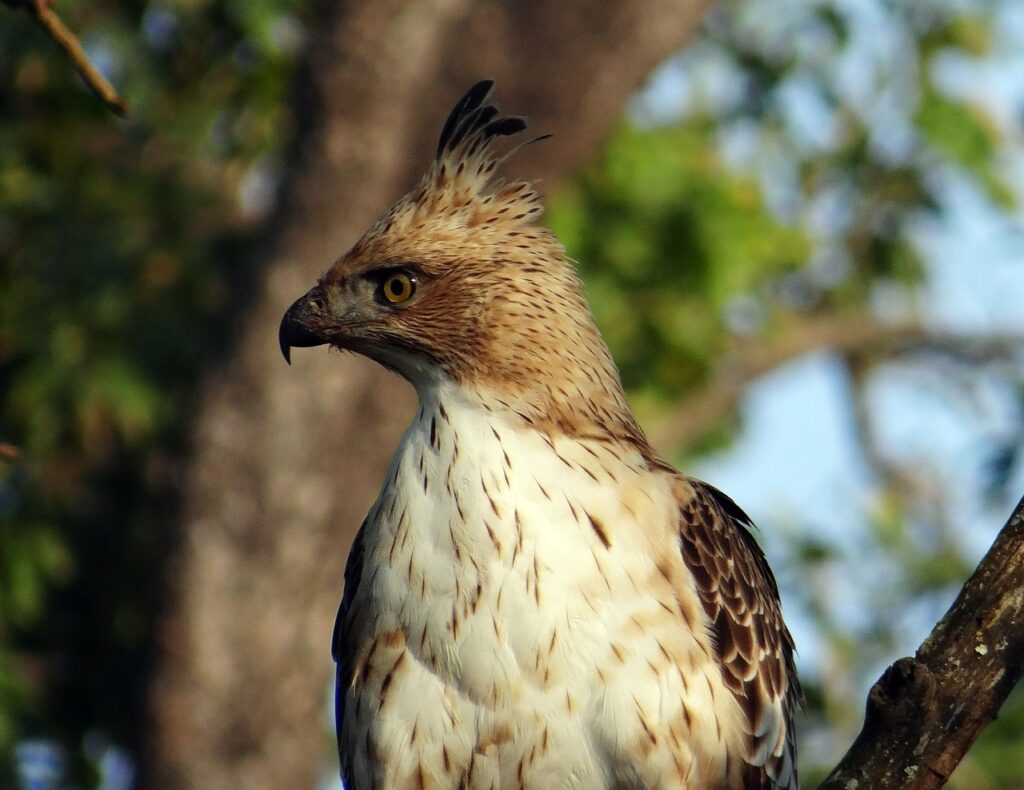 Javan Hawk-Eagle 