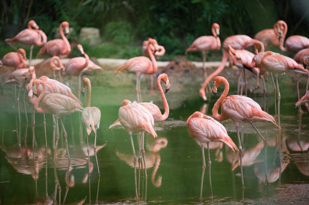 Fakta Unik Flamingo