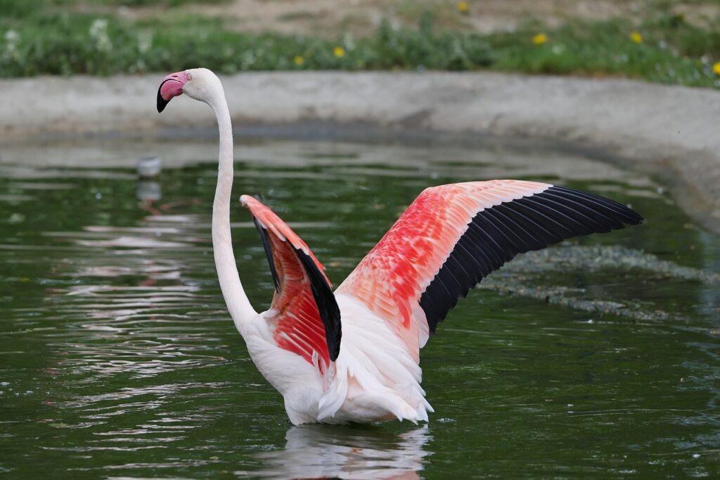 The Greater Flamingos