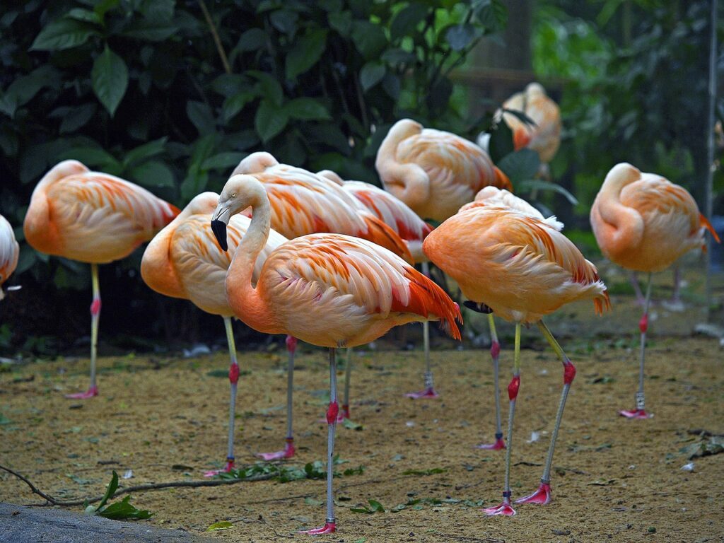 Sleeping Flamingo