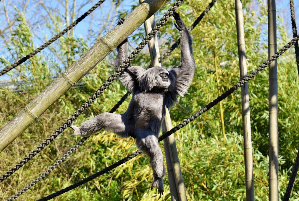 https://pixabay.com/id/photos/perak-gibbon-owa-jawa-2220171/