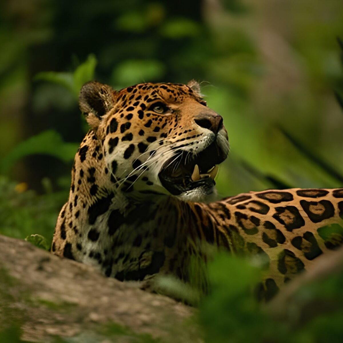 Meet The Jaguar at Bali Safari Park - Taman Safari Bali