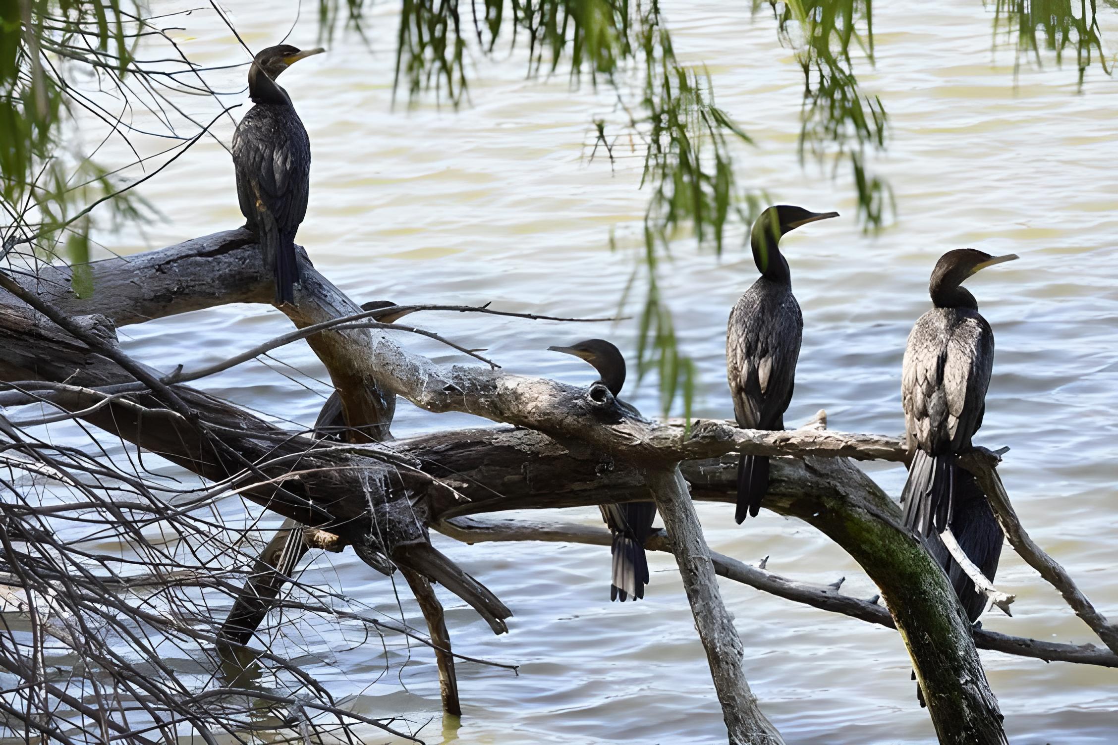 Little Black Cormorant