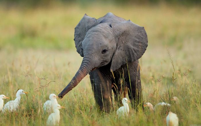 Fun fact of elephant