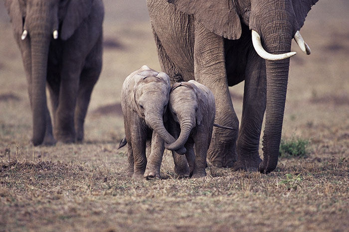 elephants-baby-family