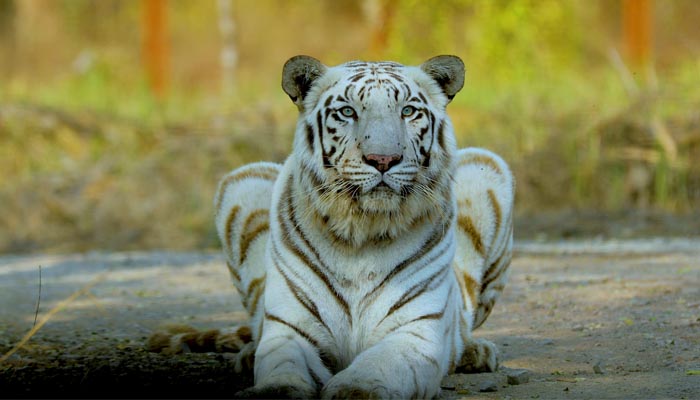 Tiger – Amazing Facts Of The Majestically Ferocious Animal