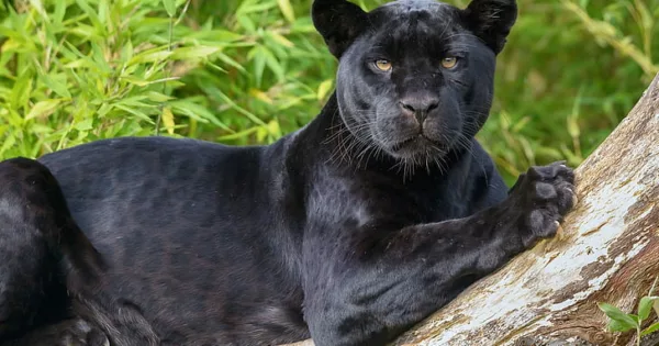 The Black Jaguar, Beauty in the Darkness - Taman Safari Bali