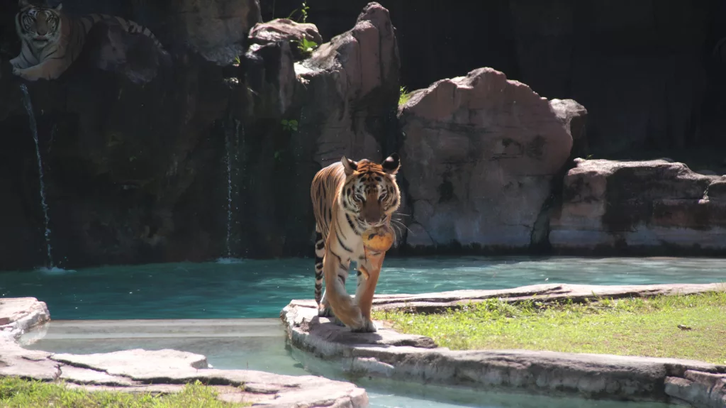 Bengal Tiger: The Power, Beauty and More! - Taman Safari Bali