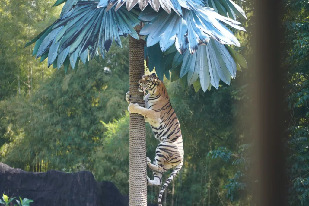Pertunjukan harimau di Bali Safari Park