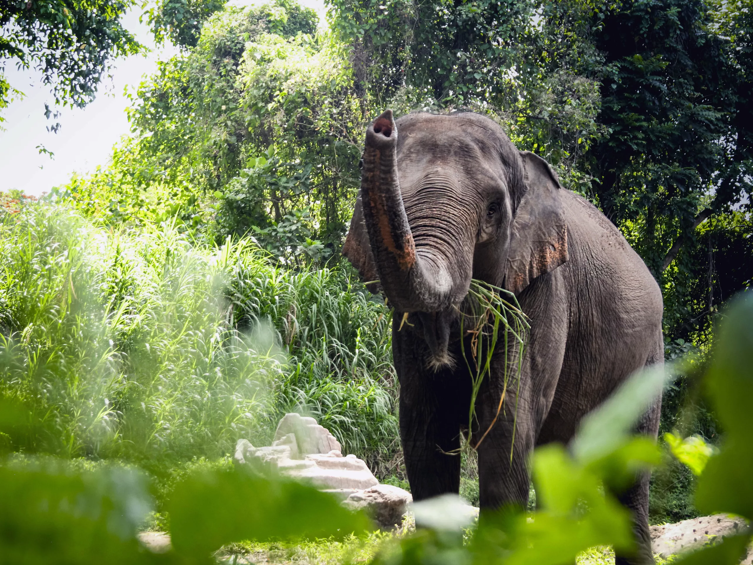 edit gajah 2_ (26 of 104)