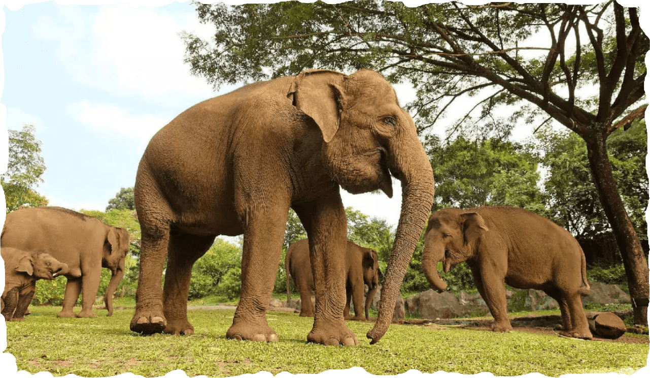 elephant safari bali- Exotic wildlife in their natural habitat at Taman Safari Bali