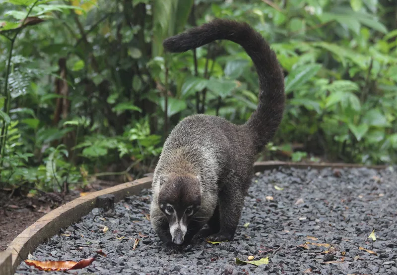 coati at Taman Safari Bali
