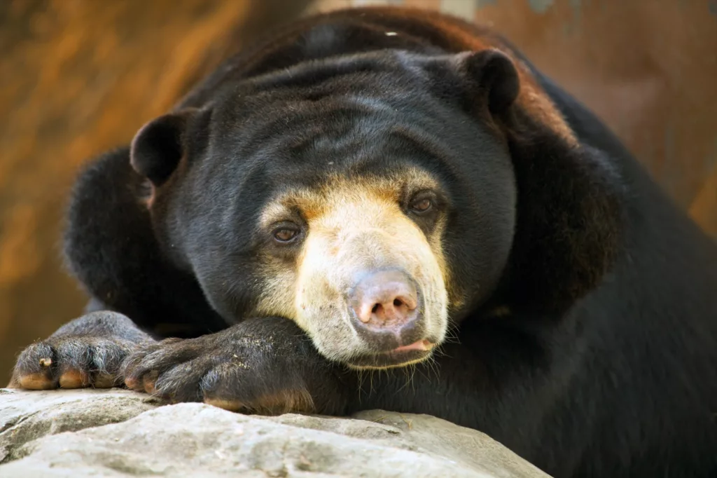 Fakta - Fakta tentang Beruang Madu - Taman Safari Bali