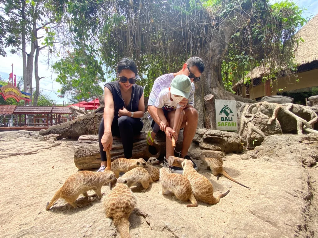feeding meerkats at Taman Safari Bali
