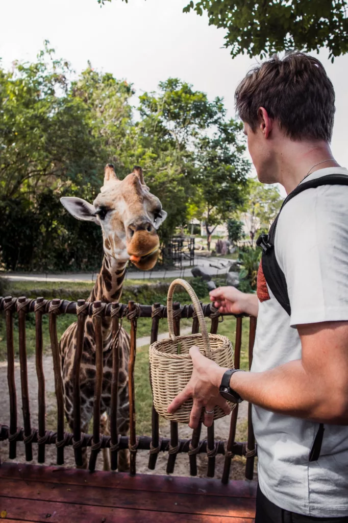 feeding the giraffe at Taman Safari Bali
