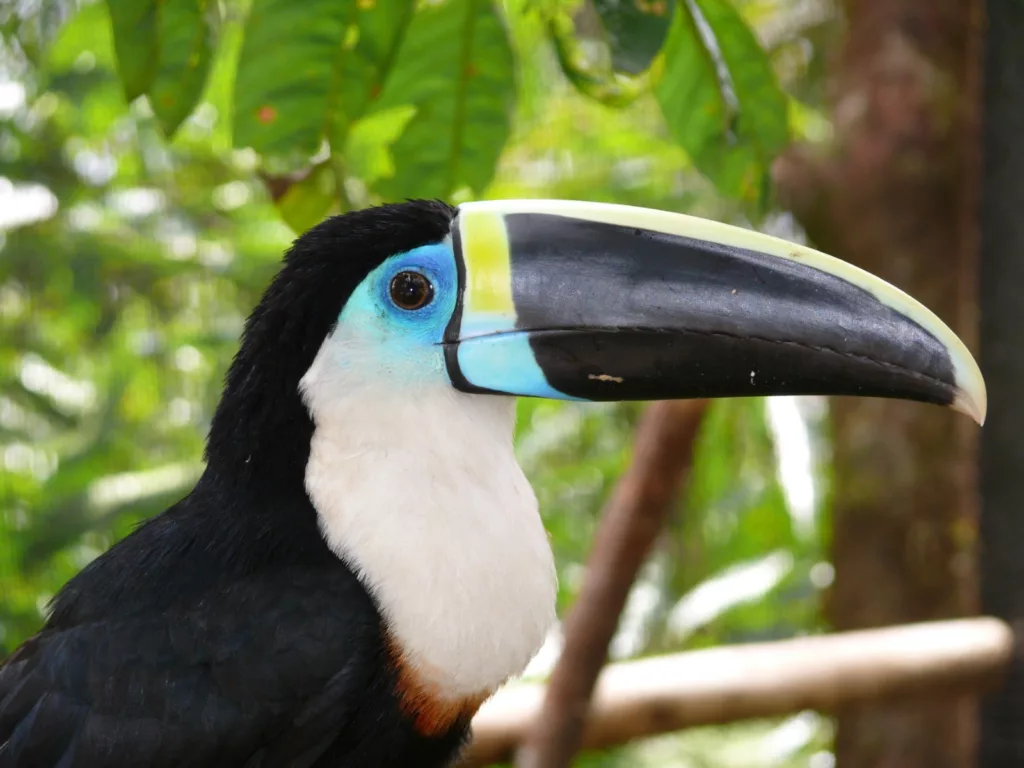 White-throated Toucans