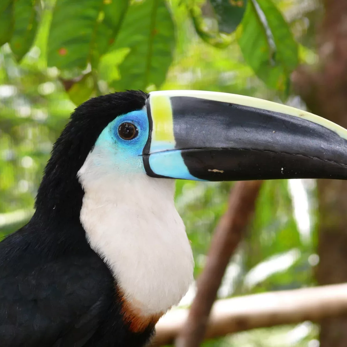 White-throated Toucans: The Exotic Bird in Rainforest - Taman Safari Bali