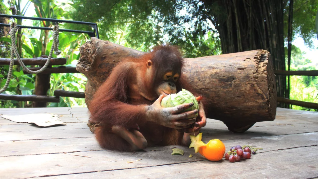 healing di Taman Safari Bali dengan orangutan