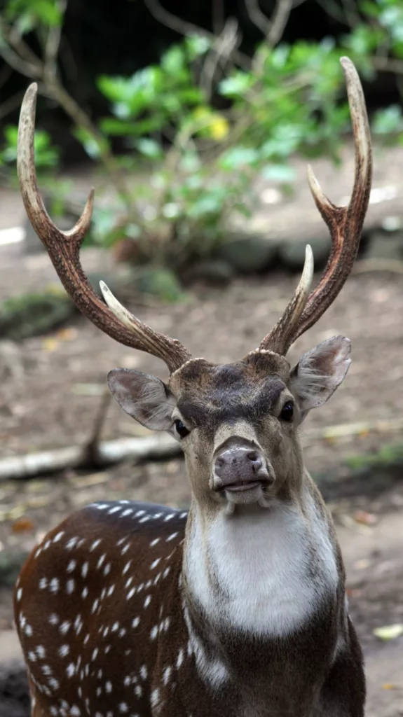 The Mystery of Spotted Deer Antlers Taman Safari Bali
