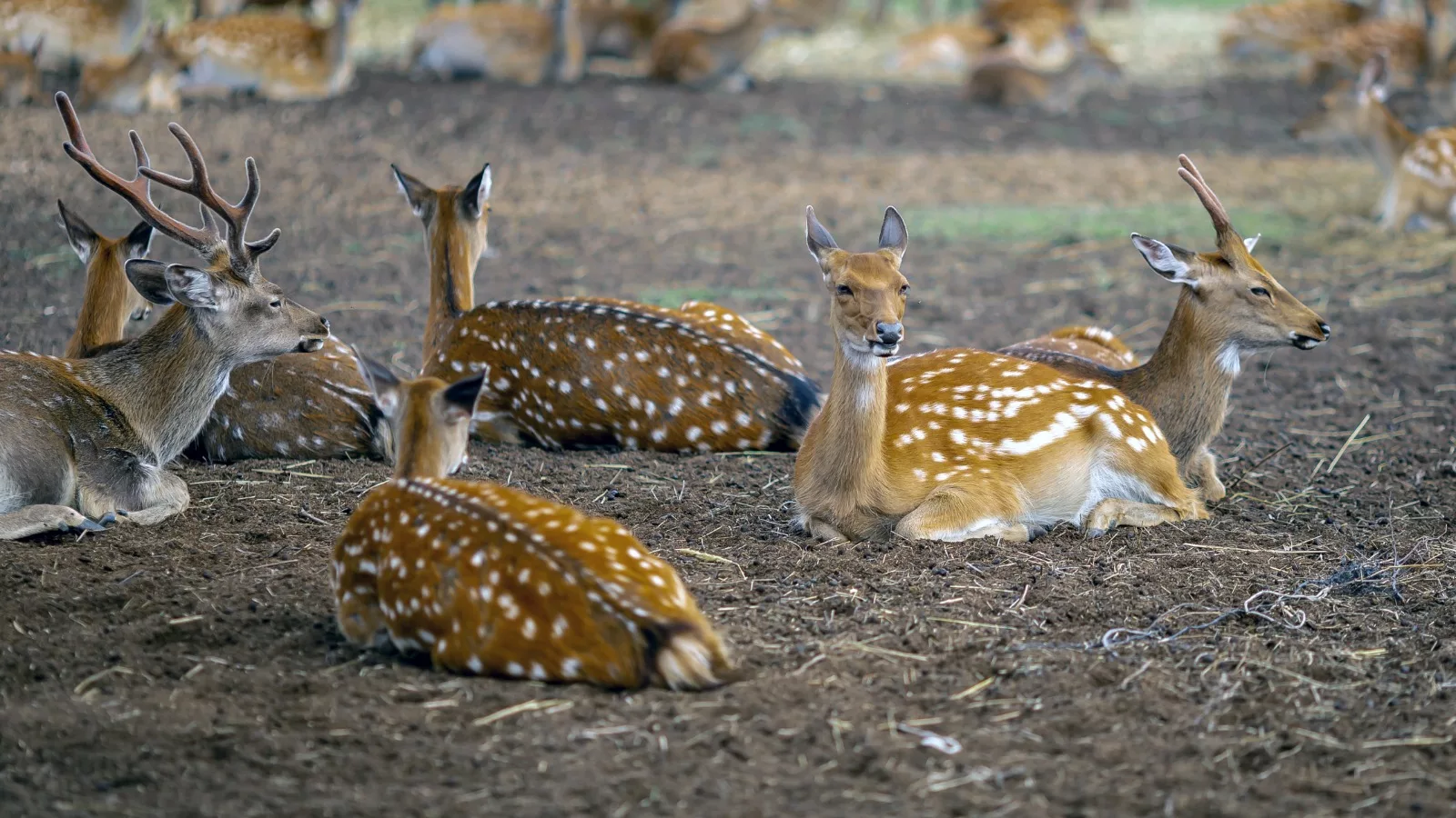 How to identify deer antlers - Discover Wildlife