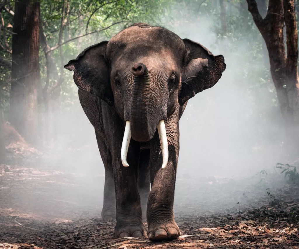 Elephant at Taman Safari Bali