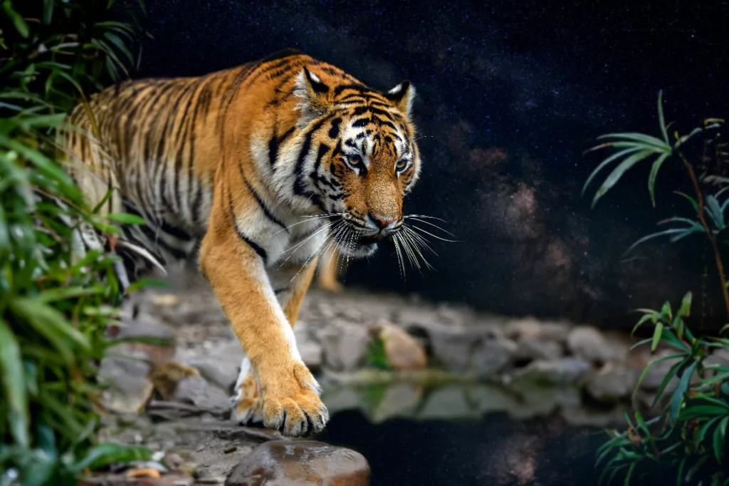 endangered sumatran tiger and their Threats