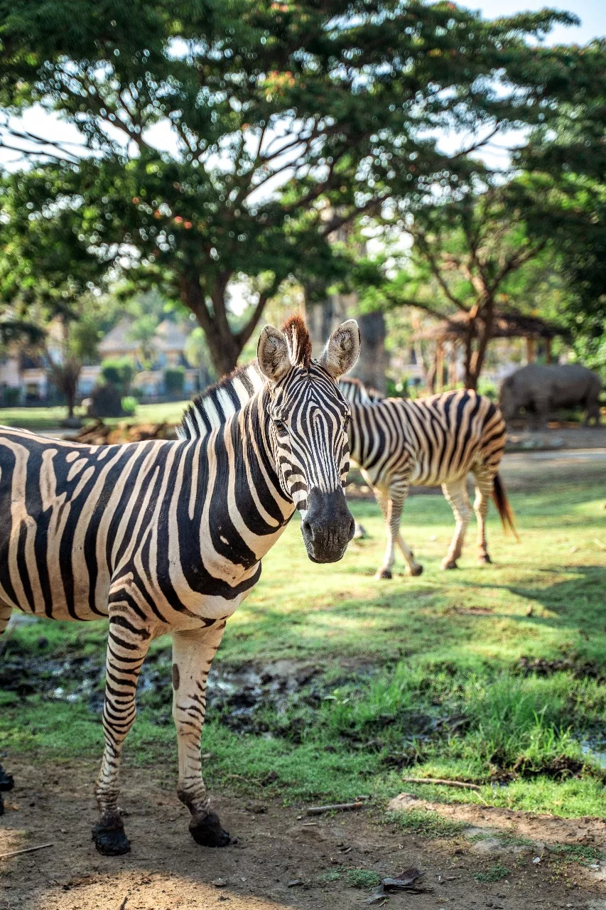 Your safari adventure awaits!