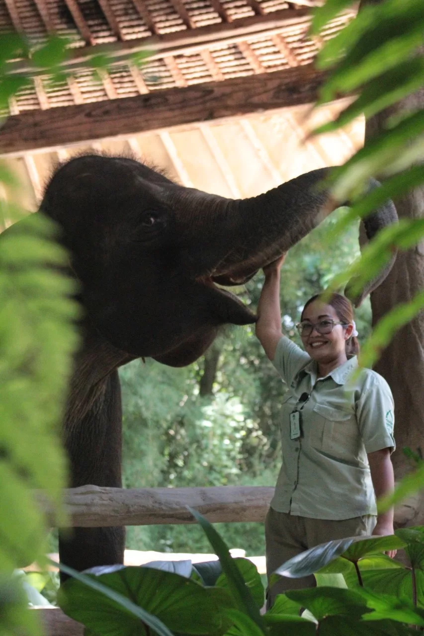 Woman as elephant mahout