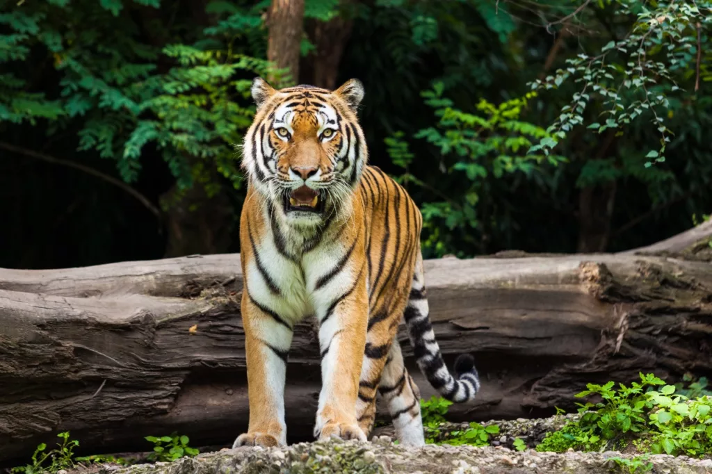 Help prevent Sumatran Tiger from extinction 